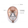 Face Beauty Skin Care Tools 7 Colors LED Phototherapy Facial Mask Skin Rejuvenation Elitzia ET029